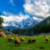 FAIRY MEADOWS