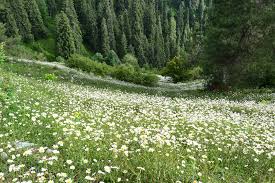 MUKESHPURI MUKESHPURI