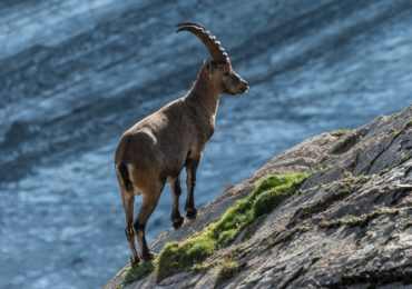 Alpine-ibex