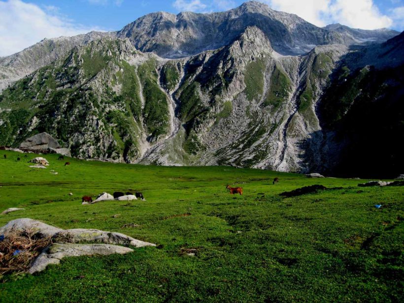 Baboon-Top Baboon-Top