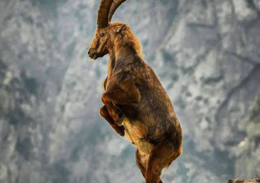 Ibex.